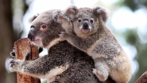 コアラなど動物の街ゴールドコースト