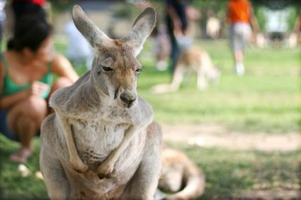 メルボルン動物園