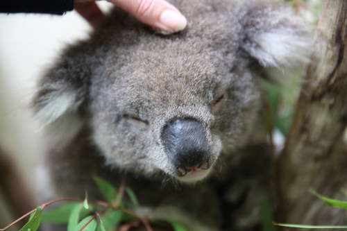 ヒールズビル自然動物園